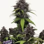 Насіння конопель PURPLE HAZE Auto™ від Fast Buds